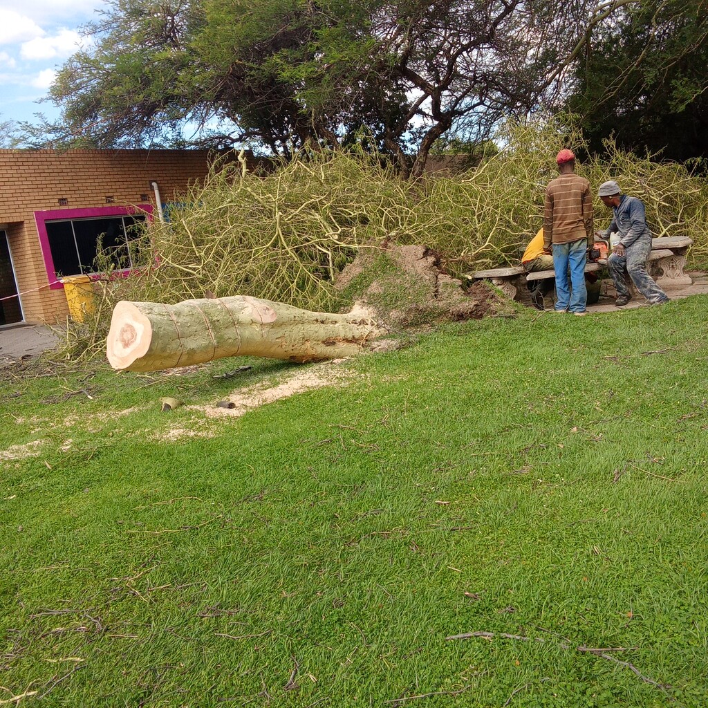 our team in process of removing a storm damaged tree