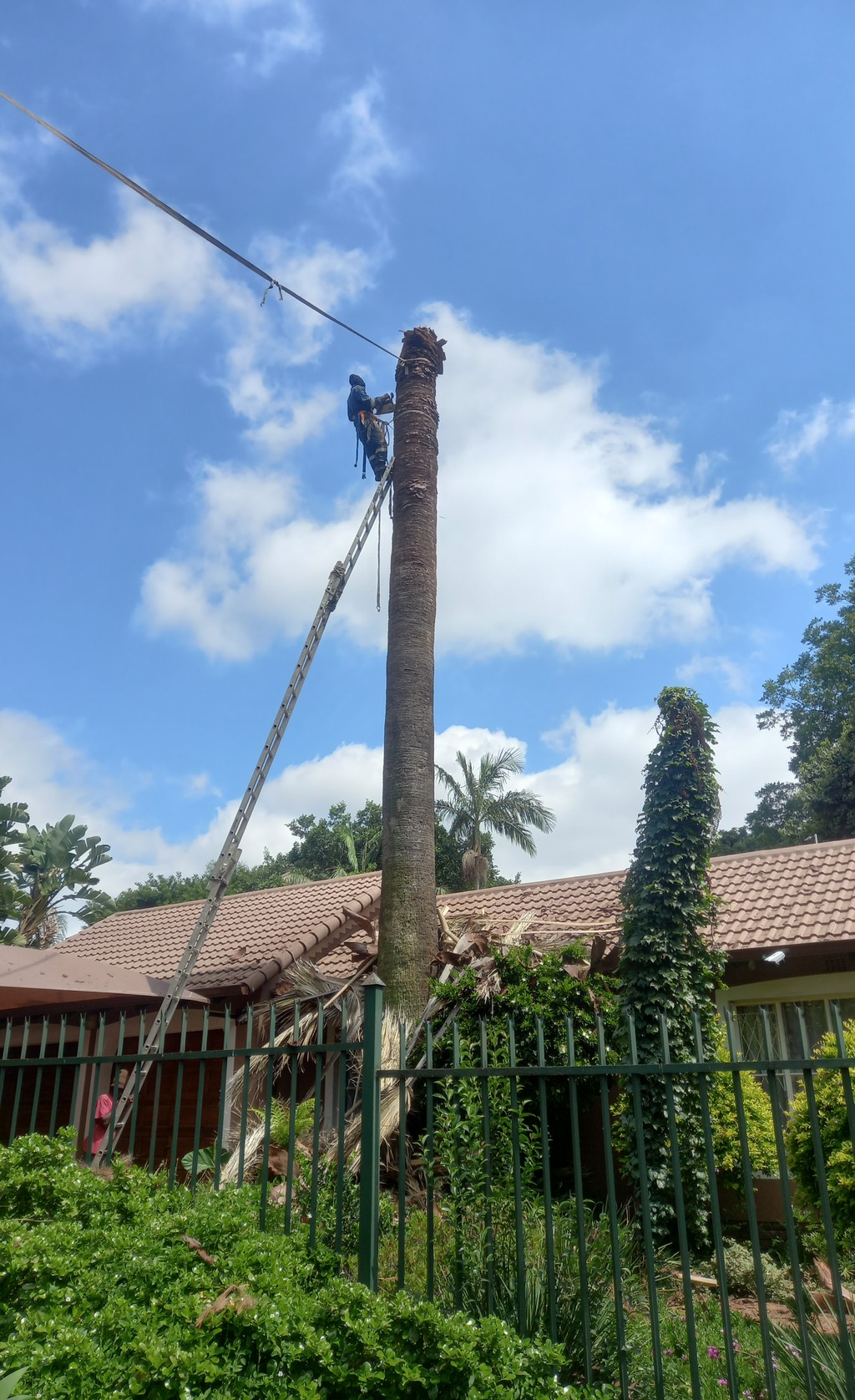 Image showing a arborist on top of a tall palm tree cutting down