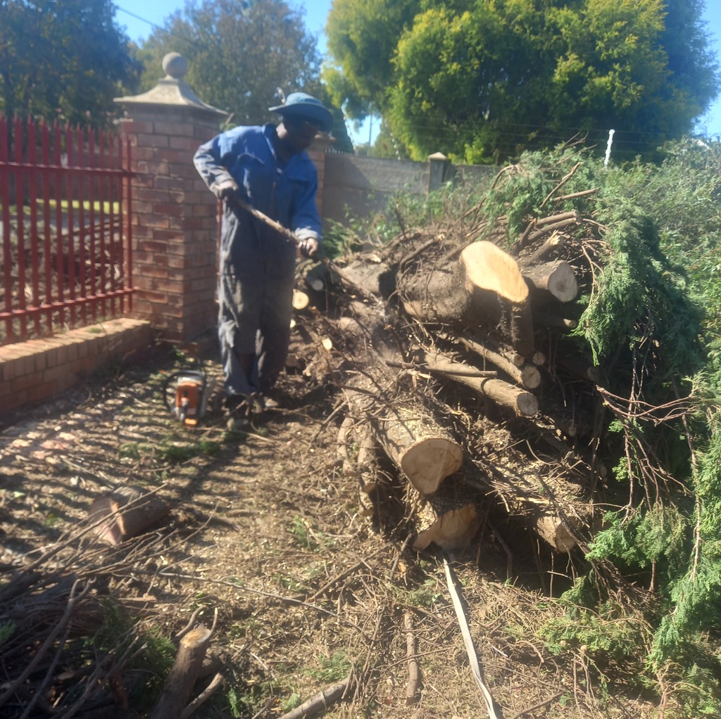 our team ctting a tree