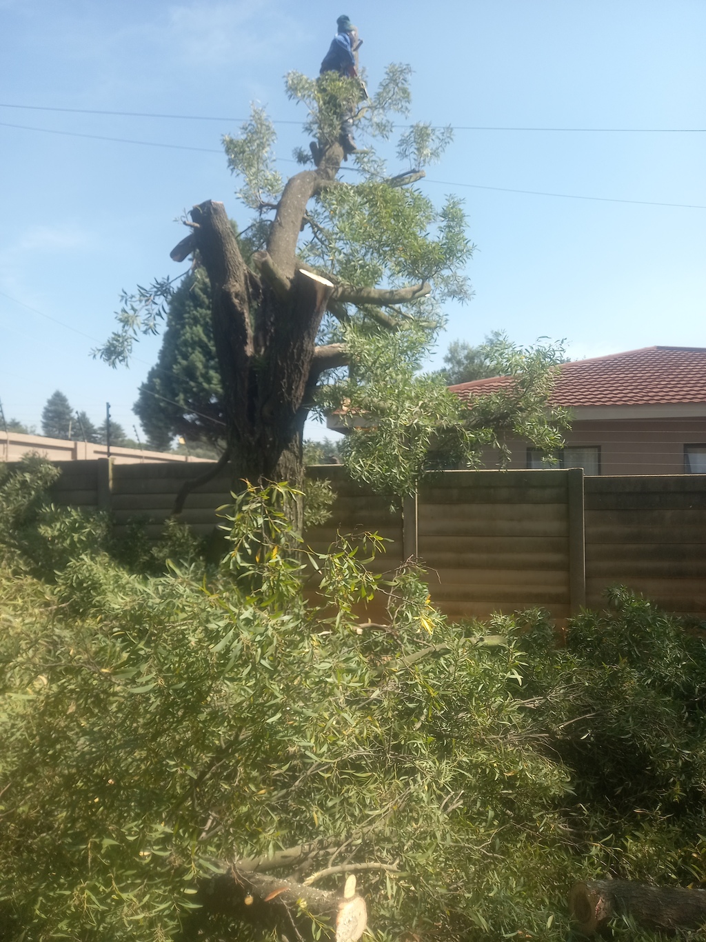A man cutting down a tree in a at the corner of a yard 