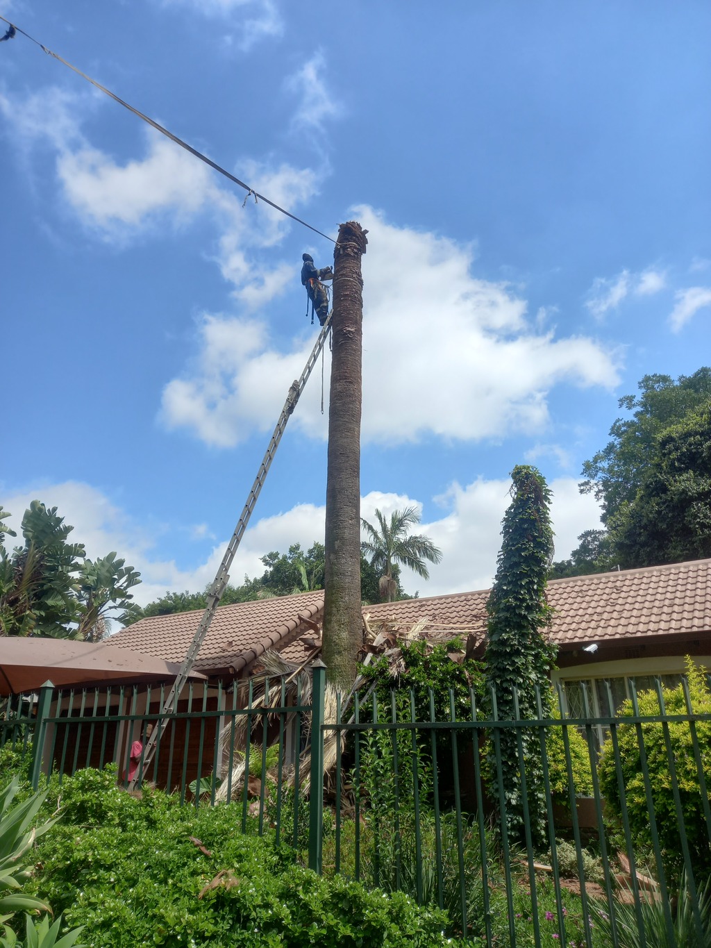palm-tree removal 