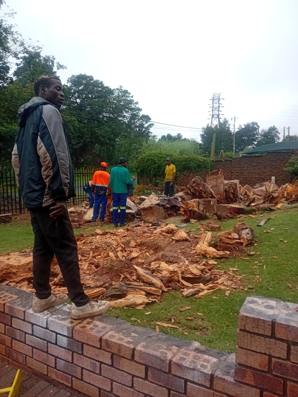 Our team doing all tree felling services