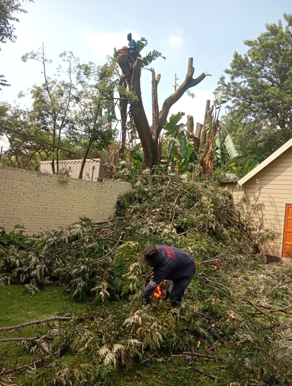 Tropical Tree Felling Team cutting to big tree lighting damadeg trees in Sandton. between two buildings with no space