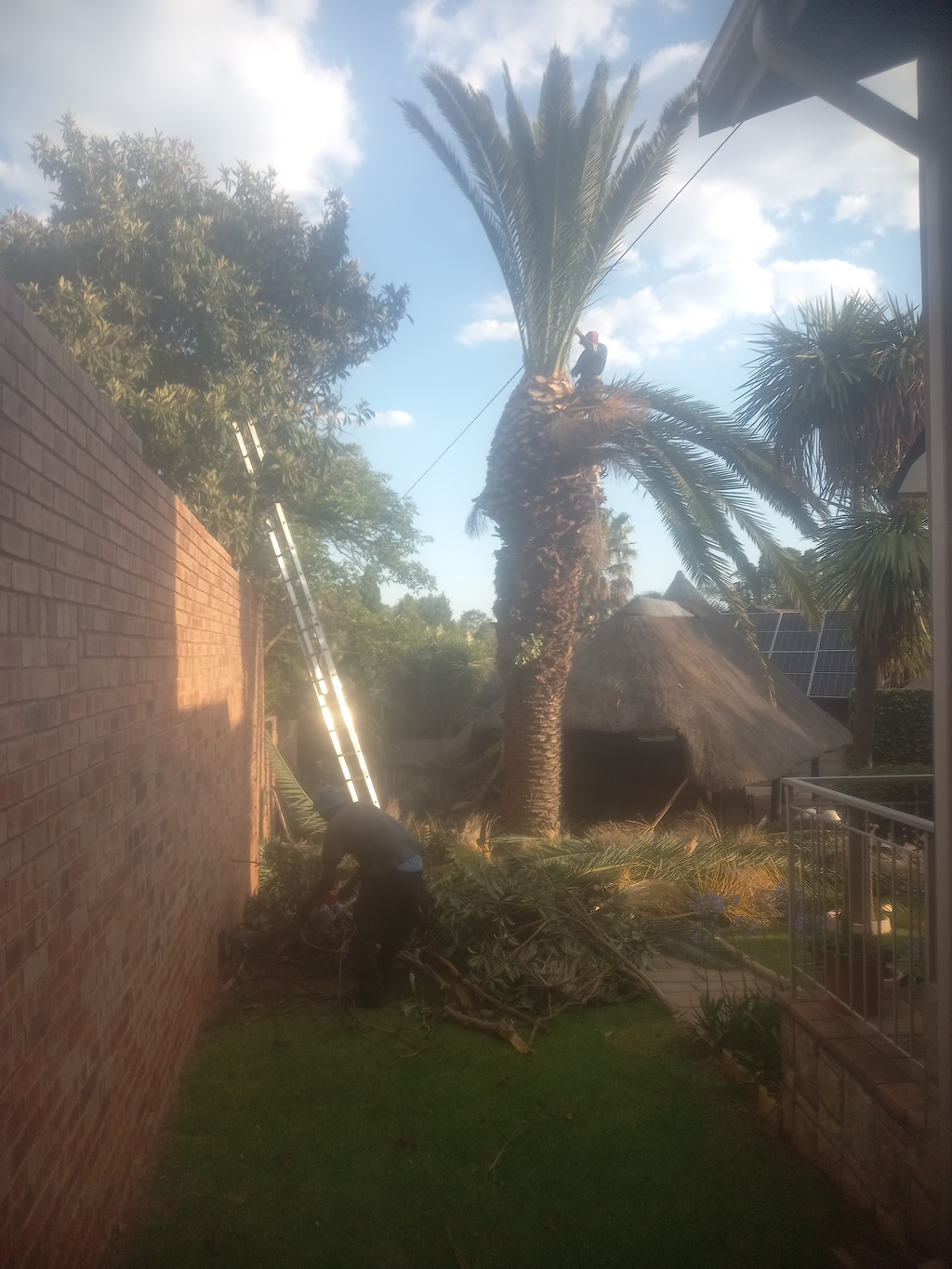 A man tidying up a elephant palm tree