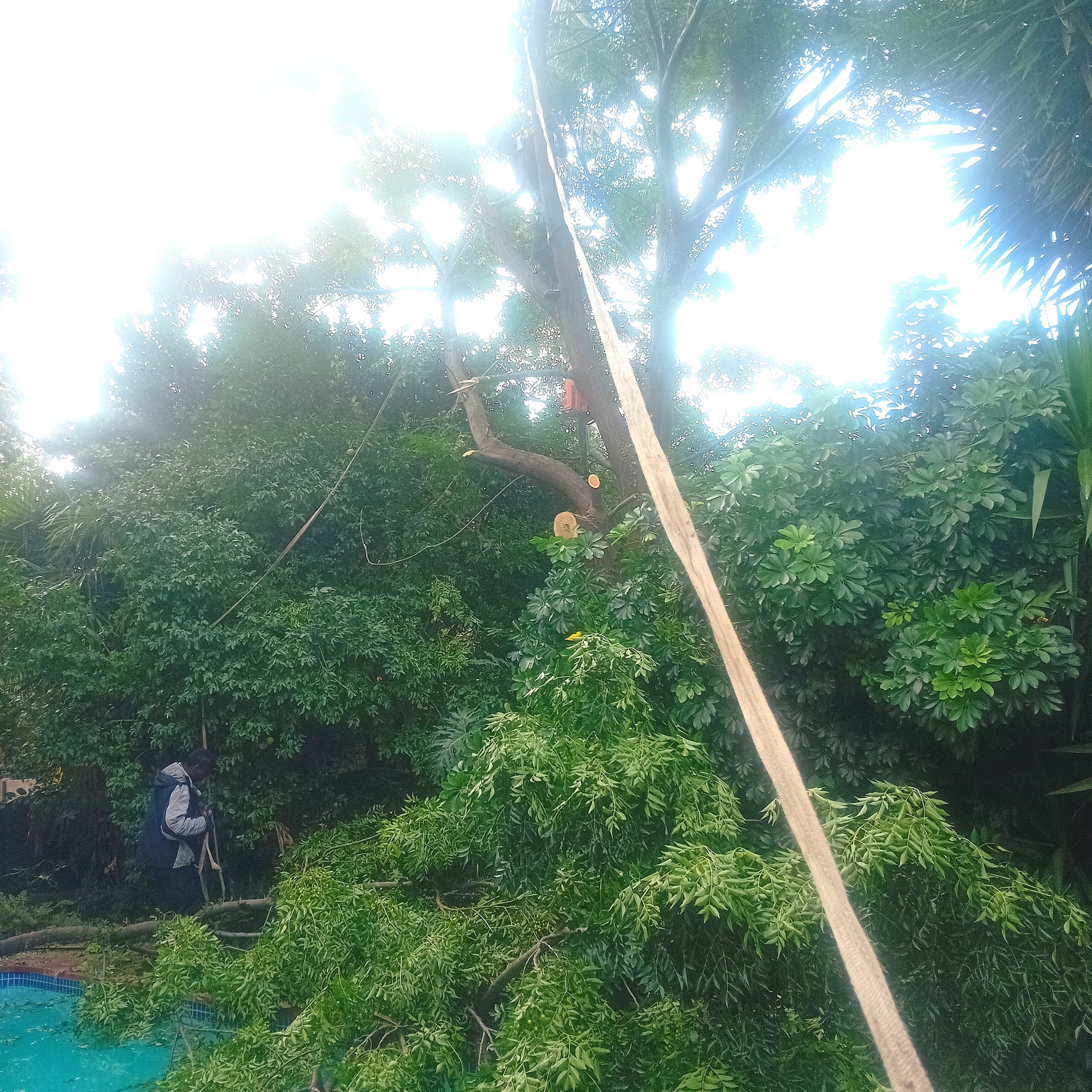 our team during a tree felling in Doringkloof