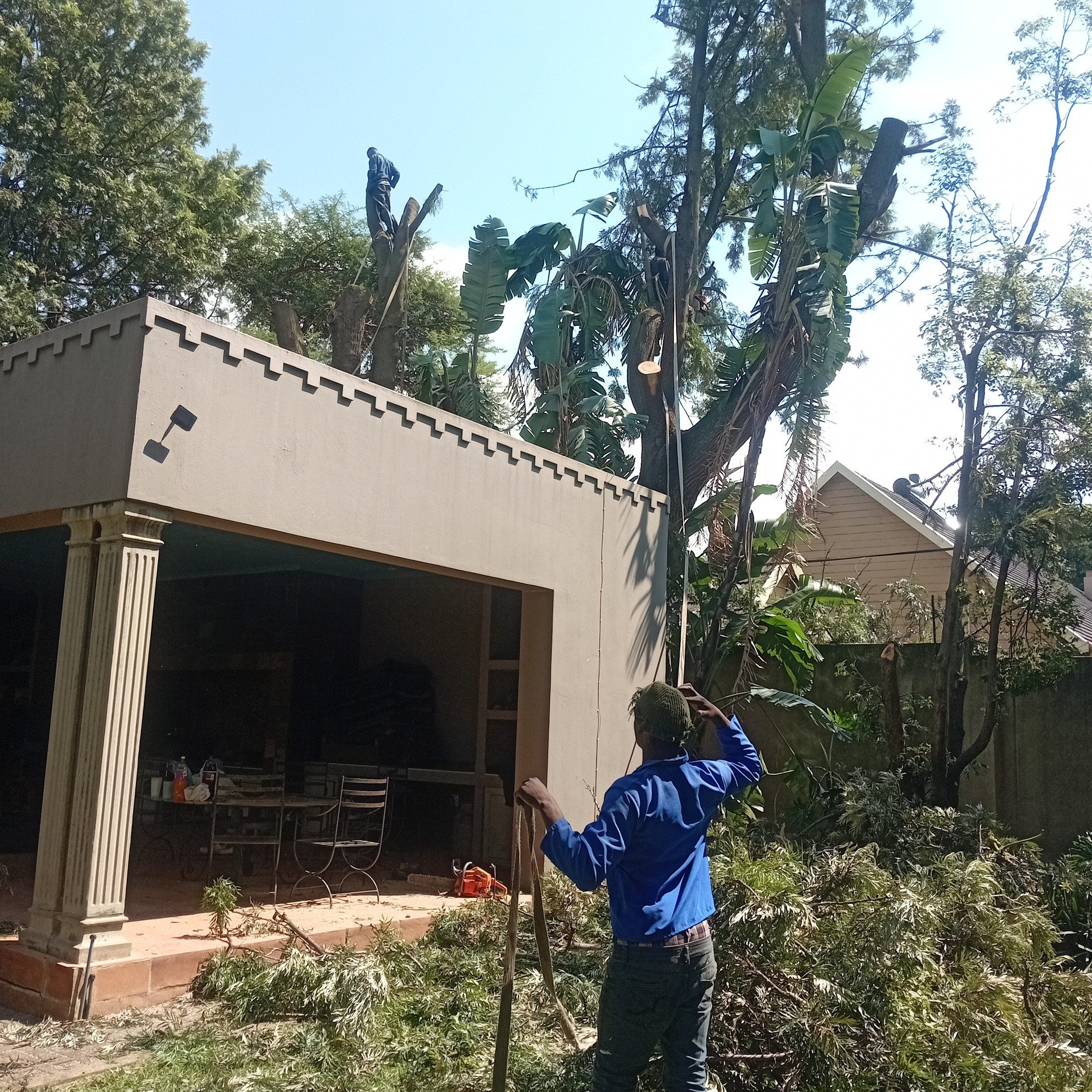 our team felling two tree struck by lighting