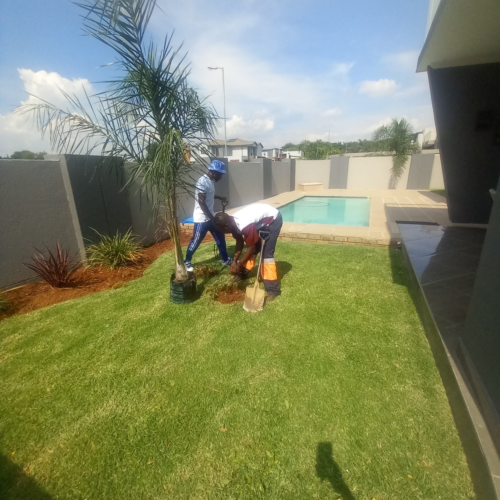 our team planting palm-trees