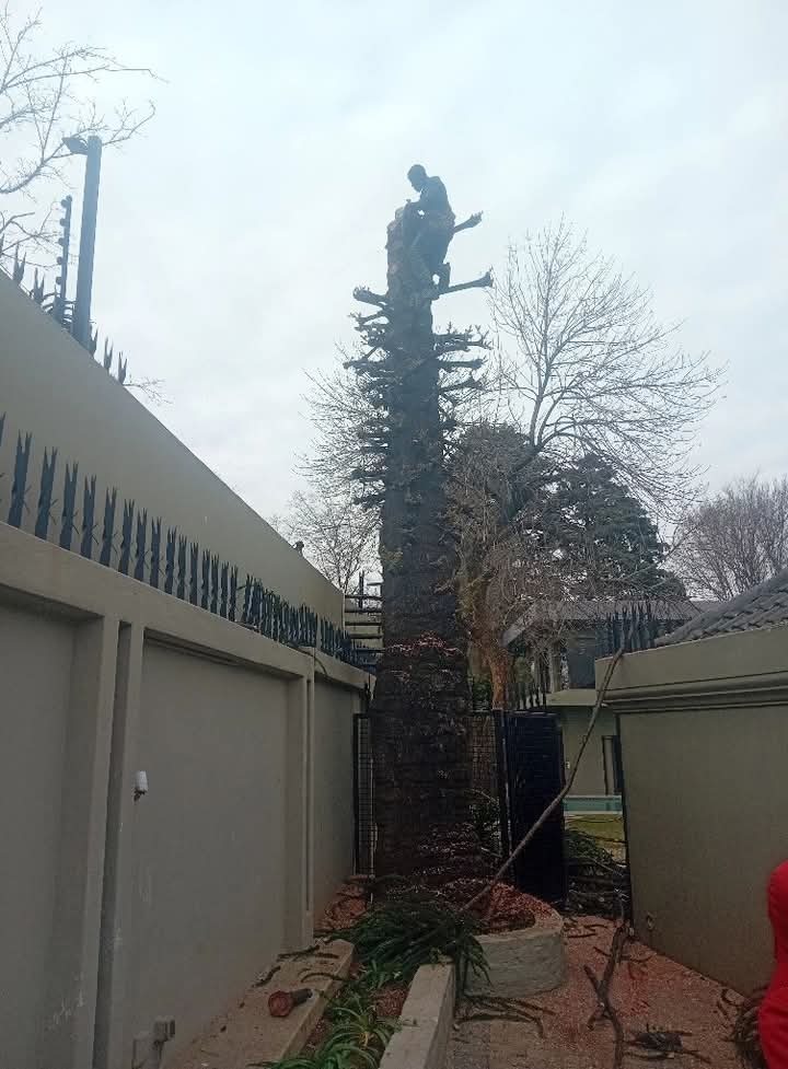 Any arborist on top of a tree cutting it down in small pieces
