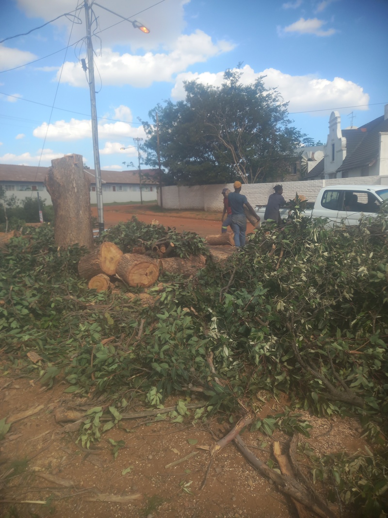 after felling a big tree