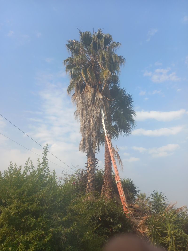 palm tree needs trimming