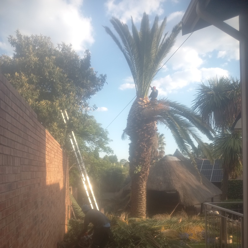 palm tree trimming